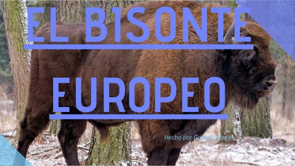 El bisonte europeo | Genially
