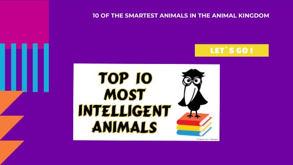 Smartest animals | Genially