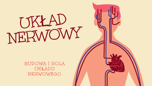Jaka Jest Rola Układu Nerwowego Budowa i rola układu nerwowego | Genially