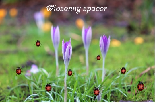 Wiosenny spacer Języczka - ćwiczenia logopedyczne