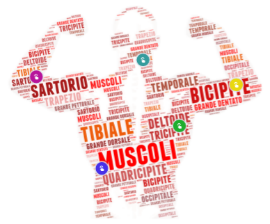I MUSCOLI