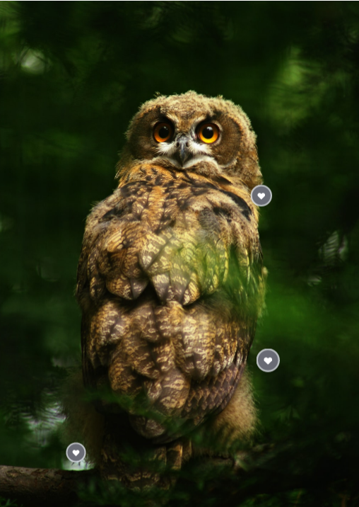 Wild animals | Genially