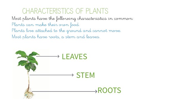PLANTS