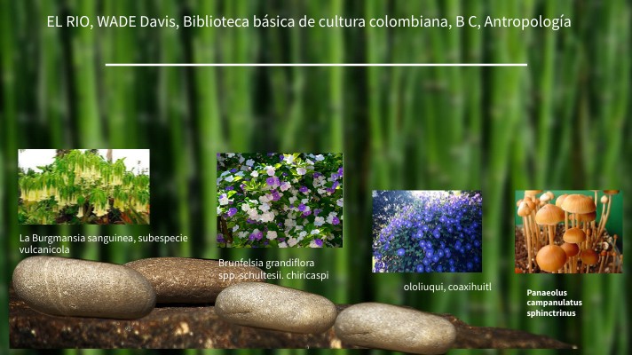 EL RIO DAVIS, Herbario | Genially