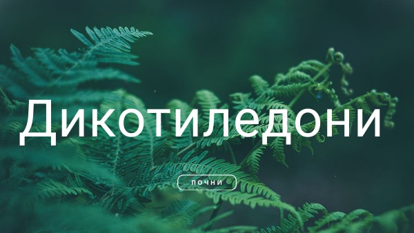 Дикотиледони