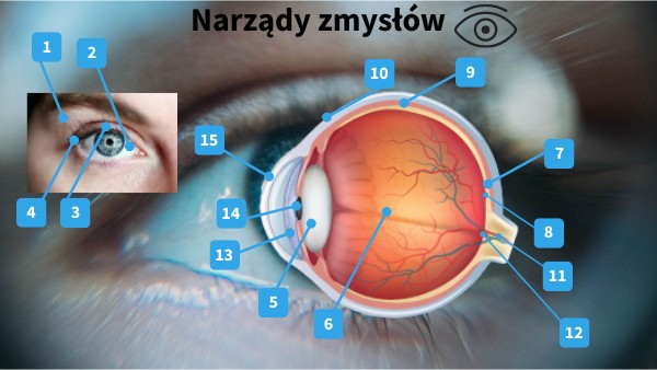 Narządy zmysłów | Genially