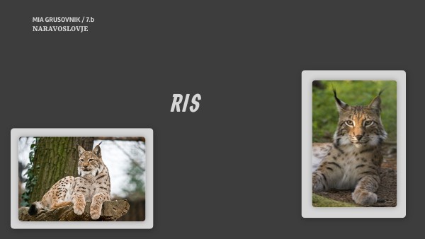 BASIC DARK PRESENTATION