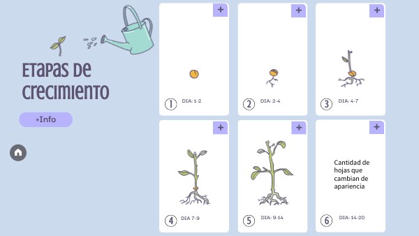 ETAPAS CRECIMIENTO PLANTAS | Genially