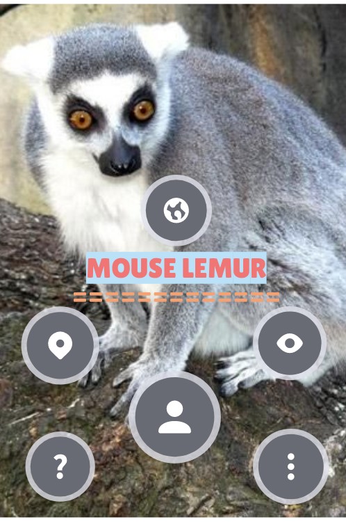 Mouse lemur | Genially