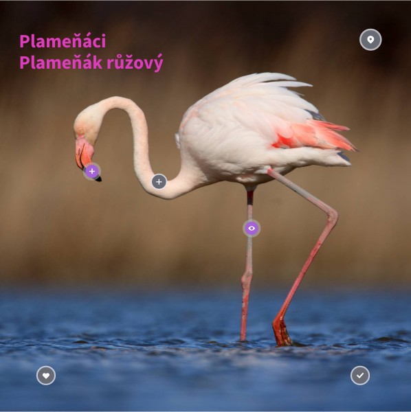 Plameňák růžový | Genially