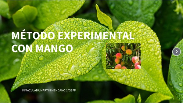 MÉTODO EXPERIMENTAL CON MANGO
