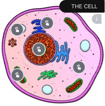 mY CELL