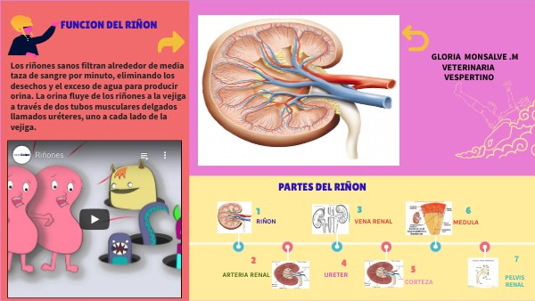 INFOGRAFIA RIÑON | Genially