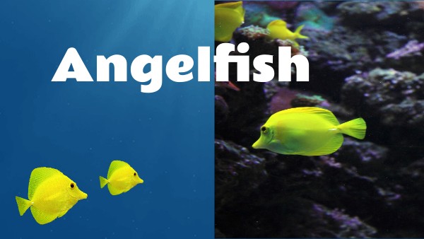 Angelfish