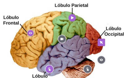 science and english proyect | Genially