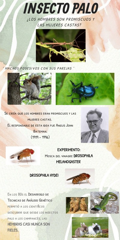 INSECTO PALO | Genially