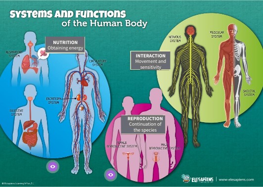 NS: THE HUMAN BODY | Genially