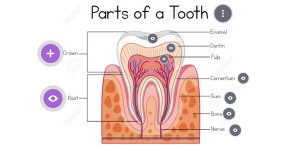 Tooth Structure and Function | Genially