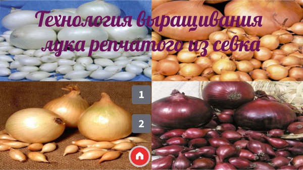 Технология выращивания лука репчатого из севка