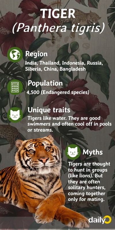 tiger | Genially