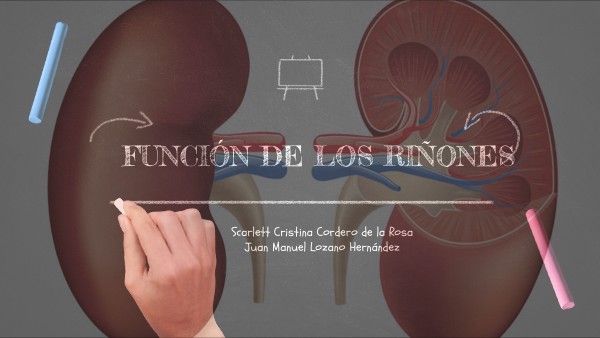 FUNCION DE LOS RIÑONES | Genially
