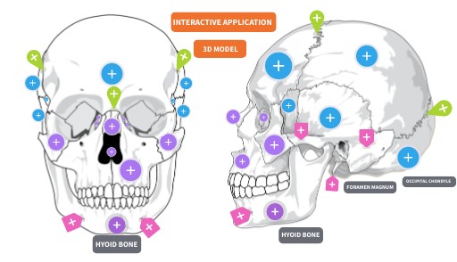 Skull Study Tool