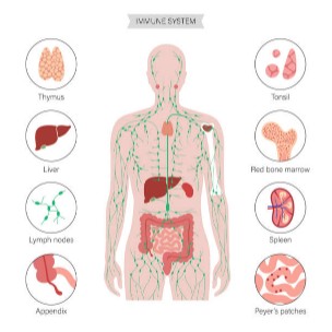 Immune system