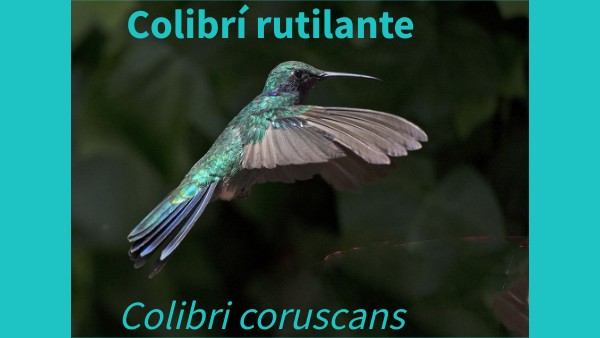 Colibrí rutilante | Genially