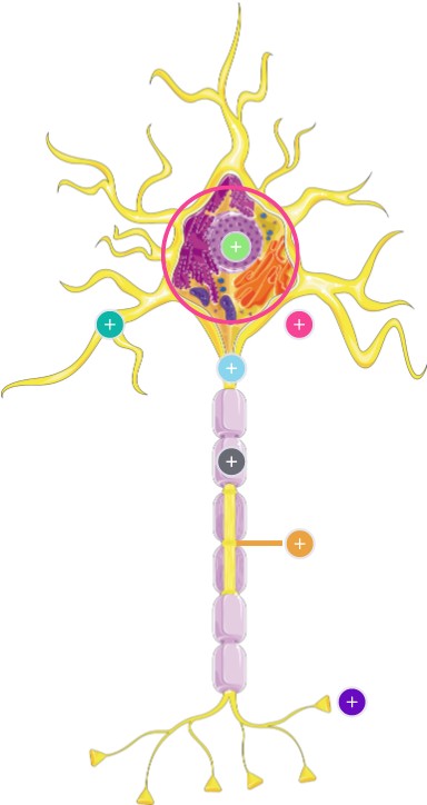 Neurona