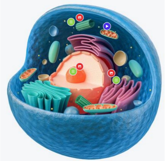 Centrosoma, nucli i nuclèol