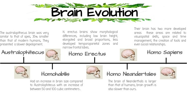 BRAIN EVOLUTION ANDREA LOJANO 1BGU C