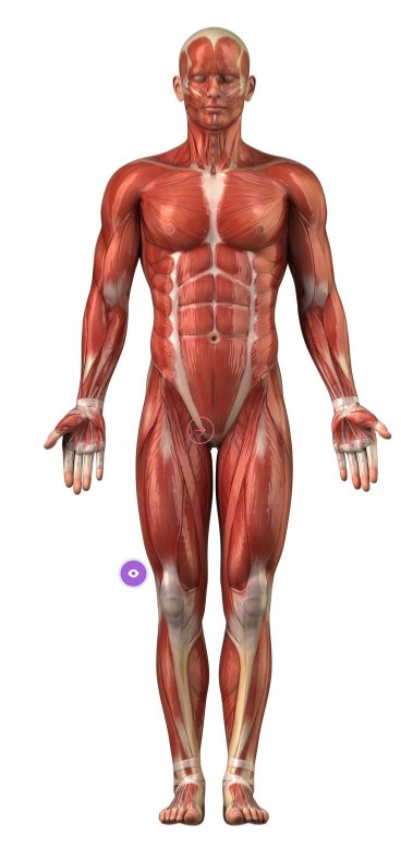 Human body parts | Genially