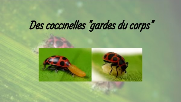 Carter De Protection Garde-chaîne Pour Coccinelle 50cc Omer 1971 - Réf. LB686 - Occasion - Fabriqué Italie