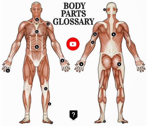 Body parts glossary | Genially
