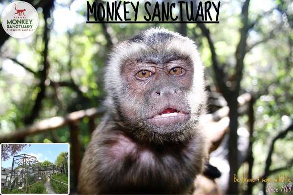 MONKEY SANCTUARY