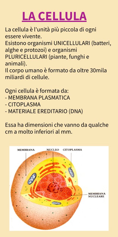 ALL'INTERNO DELLE CELLULE