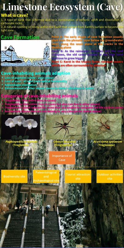 BASIC INFOGRAPHIC | Genially