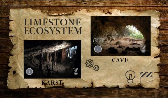LIMESTONE ECOSYSTEM