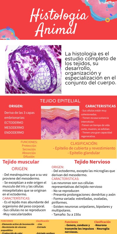 INFO GENIAL | Genially