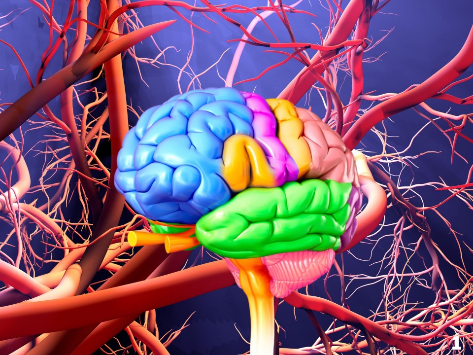 BG1518: The Cardiovascular System | Genially