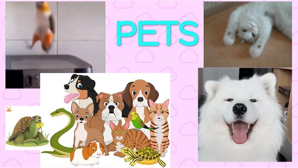 PETS