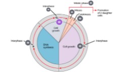 Interactive image
