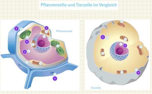 Vergleich Pflanzen- und Tierzellen | Genially
