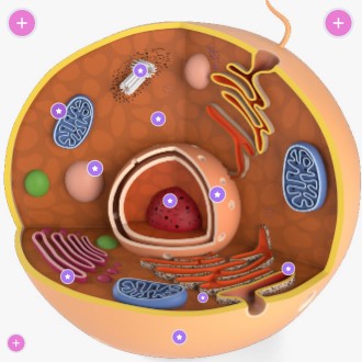 la cellula