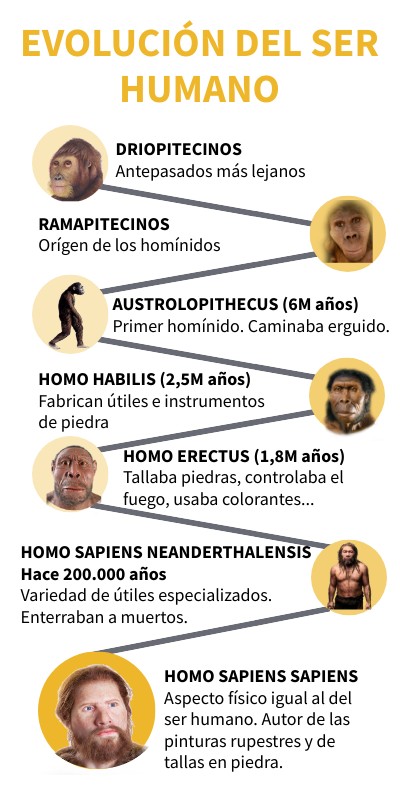 Infografia Evolucion Del Hombre Homo Evolucin Humana