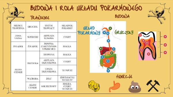 Sprawdzian Klasa 7 Budowa I Rola Ukladu Pokarmowego