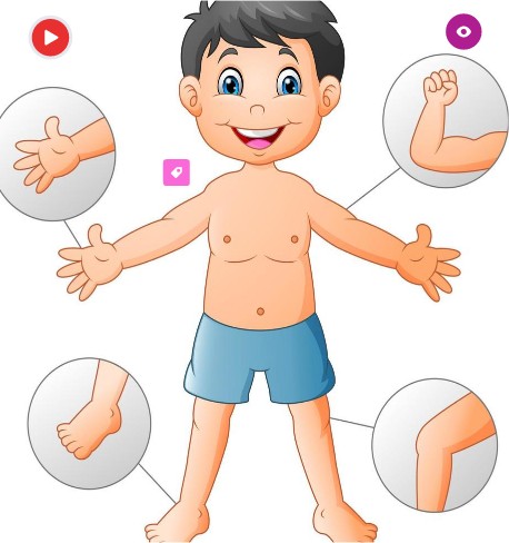 Body parts