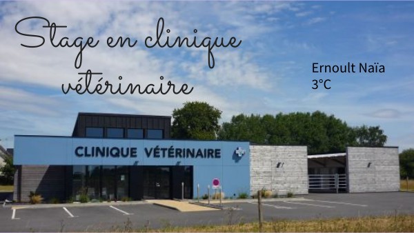 stage vétérinaire | Genially