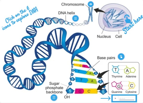 DNA image | Genially
