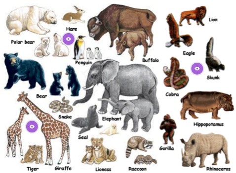 Pic wild animals